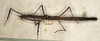 CollectionObject 1557699; NMW 520, 217dd5f2-765a-4573-bb01-b4515253a467: copyright NMW, Vienna. female (syntype). (CollectionObject).