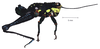 Rhachicreagra obsidian Jago & Rowell, 1981: male, lateral view. (Otu).