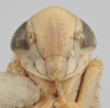 Head on Athysanella (Gladionura) sinuata (Osborn, 1930): Head. (Observation).