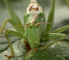 male, frontal view (Poland, Poznan). Depicts Tettigonia viridissima (Linnaeus, 1758), an Otu.