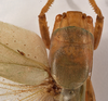 CollectionObject 1534498; 59734325-e8ef-4de4-8b8d-22b1f64be4ac: female head and pronotum, dorsal view (holotype). (CollectionObject).