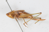 CollectionObject 1505658; 06580603-f7ce-4dc0-8987-20a4388c7497: female, lateral view (syntype). (CollectionObject).