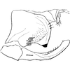 Pygofer, lateral view on Edwardsiana nigriloba (Edwards, 1924): Pygofer, lateral view. (Observation).