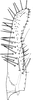 Subgenital plate, ventral view on Buhria angusta (Dworakowska, 1976): Subgenital plate. (Observation).