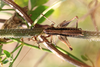 Rhacocleis germanica (Herrich-Schäffer, 1840): male in dorsal view (from Croatia: Korcula Isl.). (Otu).