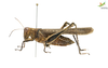 CollectionObject 1848697; Unioeste Cascavel K-0389, 75eb5f21-d601-43fb-9578-3cc1920ca791: Female. Lateral view. (CollectionObject).