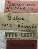 CollectionObject 1505880; 7aaac79b-4660-487b-b48c-14b30f45b04a: labels (holotype). (CollectionObject).