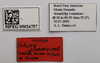 CollectionObject 1575991; eea9e67c-47d9-415d-a803-3e8b0cfaf9ce: labels (holotype). (CollectionObject).