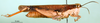 CollectionObject 1580260; d988f18b-4a78-4847-80a3-6b32d1f96635: female, lateral view (paralectotype). (CollectionObject).