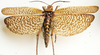 Rutidoderes squarrosus (Linnaeus, 1771): dorsal view. (Otu).