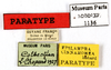 CollectionObject 1587201; MNHN(SF IMPORT DUPLICATE) MNHN-EP-EP1136, 3c96d0fb-118f-4a6a-a076-d73219c06a86: CC BY-NC-ND 4.0/MNHN - Depraetere Marion - 2014. Paratype, female, of cinnamomea Hebard, 1926. Specimen number: MNHN-EP-EP1136. http://coldb.mnhn.fr/catalognumber/mnhn/ep/ep1136. (CollectionObject).