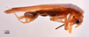 CollectionObject 1538195; ac9e4d28-d774-4b30-b540-1f70b4863b69: male, lateral view (holotype). (CollectionObject).