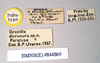 CollectionObject 1557945; 82488c0f-5e00-477b-9c3f-05536d232a06: copyright Natural History Museum, London. female, data labels (paratype). (CollectionObject).;CollectionObject 1557946; c99e70f7-516a-4c8c-9245-478afe0d9f52: copyright Natural History Museum, London. female, data labels (paratype). (CollectionObject).