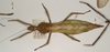 CollectionObject 1558168; 9b29c815-c378-46e4-9318-b7c2e4ddb2f5: copyright OUMNH. female of synonym Diapherodes (Cranidium) serricollis (holotype). (CollectionObject).
