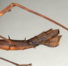 CollectionObject 1559794; db11afe5-2229-42b9-b083-ab3590fa3deb: copyright MIZ, Warsaw. female: end of abdomen, lateral view (holotype). (CollectionObject).