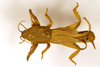 CollectionObject 1590282; 213316ca-9c5f-4ea8-9931-ab5f49d295f5: male, dorsal view (syntype). (CollectionObject).
