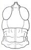 Acocksacris karruensis Dirsh, 1958: Fig. 2 (after Dirsh 1958). male head and pronotum, dorsal view. (Otu).