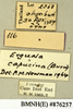CollectionObject 1572874; c6b01086-3330-4a31-ae34-d33d13bf0e1a: Copyright Natural History Museum, London. Labels from non-type (adult male) in BM(NH). (CollectionObject).