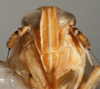 Head: !! display not done !! on Anchidelphax havanensis (Crawford, 1914): (Observation).