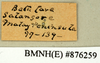 CollectionObject 1572880; affdbfe7-aef8-4a57-8d9c-5cf48d7b951b: Copyright Natural History Museum, London. Labels from non-type (adult male) in BM(NH). (CollectionObject).