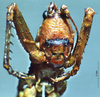 CollectionObject 1516508; NNM 3225875, 0e4424c4-8fdd-41fb-b832-4d1c8f77778d: female, frontal view (paratype of Salomona aeruginifrons). (CollectionObject).