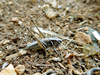 CollectionObject 1591357; 0a5c9542-fd08-485b-8fca-1b78b0c6bcec: male (BG: E Danubian Plain, near Alvanovo). (CollectionObject).