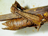 CollectionObject 1498826; 4be36364-ad27-44bb-91c4-cb3cf0840687: 2012. female, abdomen, lateral view. (CollectionObject).