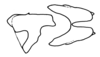 Xyleus modestus (Giglio-Tos, 1894): cingulum, lateral and dorsal view. (Otu).