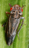 Habitus, dorsal view: !! display not done !! on Tretogonia Melichar, 1924: Tretogonia sp. @ Venezuela, by D. M. Takiya. (Observation).
