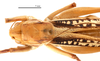 female head and pronotum, dorsal view (allotype of Gampsocleis kaszabi Bazyluk, 1972). Depicts CollectionObject 1578320; 84e17f94-7f0a-45f4-a28d-59ba00798090, a CollectionObject.