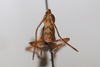 CollectionObject 1593079; 16123e91-a7e4-419d-87dc-5bc840790715: male, frontal view (paratype). (CollectionObject).