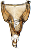 Pygofer, dorsal view: Varta rubrofasciata, male pygofer, dorsally (INHS). (Observation).