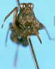 CollectionObject 1505081; 4efe119f-a50a-4294-b757-0160c4209f70, DORSA D163XM01: male, frontal view (holotype). (CollectionObject).