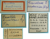 labels (syntype of Microcentrum bicentenarium). Depicts CollectionObject 1542743; DEES MZLQ-I0099, 00d20a35-345c-4f87-a41f-71c38c1a2f2c, a CollectionObject.