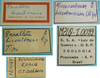 CollectionObject 1542743; DEES MZLQ-I0099, 00d20a35-345c-4f87-a41f-71c38c1a2f2c: labels (syntype of Microcentrum bicentenarium). (CollectionObject).