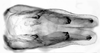 Terminalia, in situ on Krocolidia rufilinea Dietrich, 2003: Male: genital capsule, ventral view. (Observation).