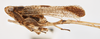 Habitus, lateral view: !! display not done !! on Copicerus irroratus Swartz, 1802: (Observation).