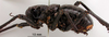 CollectionObject 1530831; 92937b9b-27e9-4adb-8afa-668a205e5d5a: male, lateral view (syntype of Eugaster guyoni inornata). (CollectionObject).