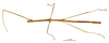 CollectionObject 1558063; 41d84573-9e26-4dbb-ba70-3710a744e165: copyright MNHN, Paris. male (holotype). (CollectionObject).