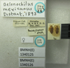 Belonochilus mexicanus Distant, 1893 now Belonochilus numenius (Say, 1832): Belonochilus mexicanus. Syntype. (BMNH) - (CC BY-NC 4.0) Photo by Stuart Cole, reproduced with permission from the Natural History Museum, London, UK. (Otu).