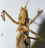 CollectionObject 1531456; f96a3069-94ec-4cab-acd9-f928f206747e: male, frontal view (syntype). (CollectionObject).