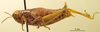 CollectionObject 1530807; 8f9f72ad-fd23-4917-92d6-2e1730d5b14f: female, lateral view (syntype). (CollectionObject).