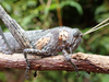 FieldOccurrence 129; cbdaad78-4f6e-4af4-9f1d-0711fcaa0a18; Mpwapwa District near Gulwe, 2020/03/??: male, head and pronotum. (FieldOccurrence).