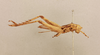 CollectionObject 1476844; 3a18eb82-4db2-4f44-9e4c-123c57984b77, NHMUK014666526: female nymph, lateral view (holotype of Orbega pallida). (CollectionObject).