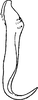 Anal tube processes on Chlorita (Chlorita) helichrysi Vidano, 1964: Anal tube processes. (Observation).