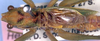 CollectionObject 1504055; 4f2d996b-bfc4-4c67-b64f-081b1b6eafca: male pronotum and wings dorsal (holotype). (CollectionObject).