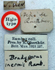 CollectionObject 1516720; 872de632-86d8-4cde-b3d3-e56bd926c378: labels (holotype). (CollectionObject).
