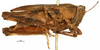 female, lateral view (syntype). Depicts CollectionObject 1521855; OUM 735 1/4, 99334a09-fe02-4e4c-9360-f5468ec9af4c, a CollectionObject.