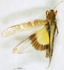CollectionObject 1568988; b5930275-10e1-4afe-b551-56281ff3990d: female, dorsal view (partatype of Gastrimargus africanus var. orientalis). (CollectionObject).