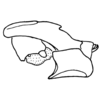 Phaeoparia lineaalba lineaalba (Linnaeus, 1764): Fig. 60A. phallic complex, lateral view. (Otu).